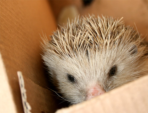 hedgehog2