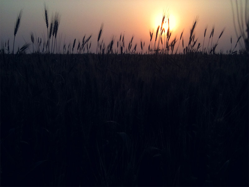 sunwithcrops