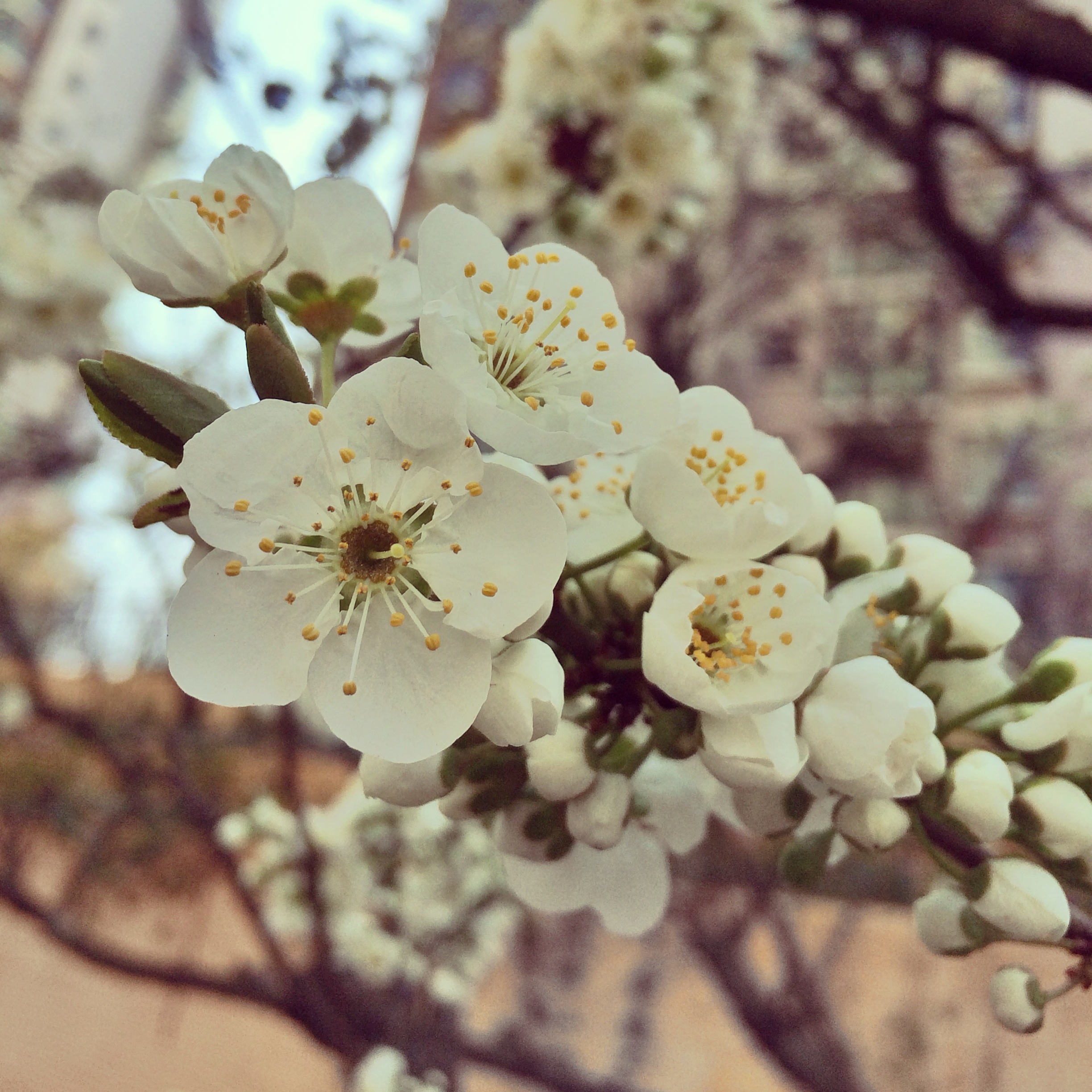 春城樱花