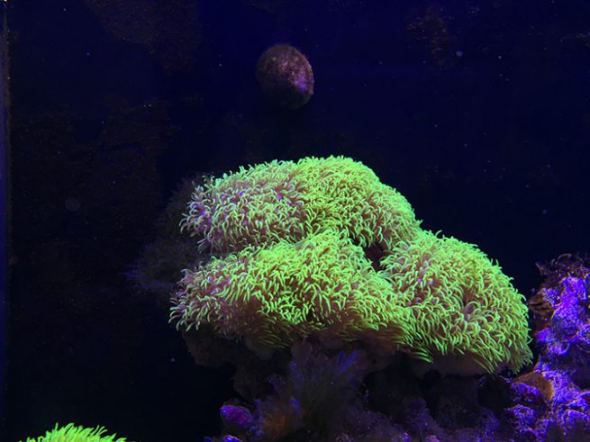 月光灯对珊瑚的影响