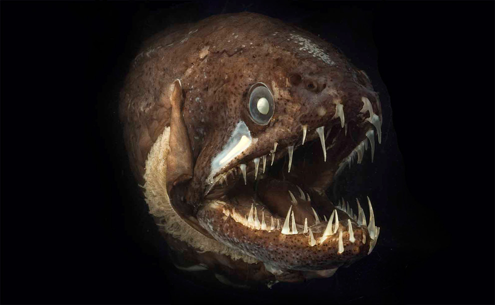 不建议新手养的鱼