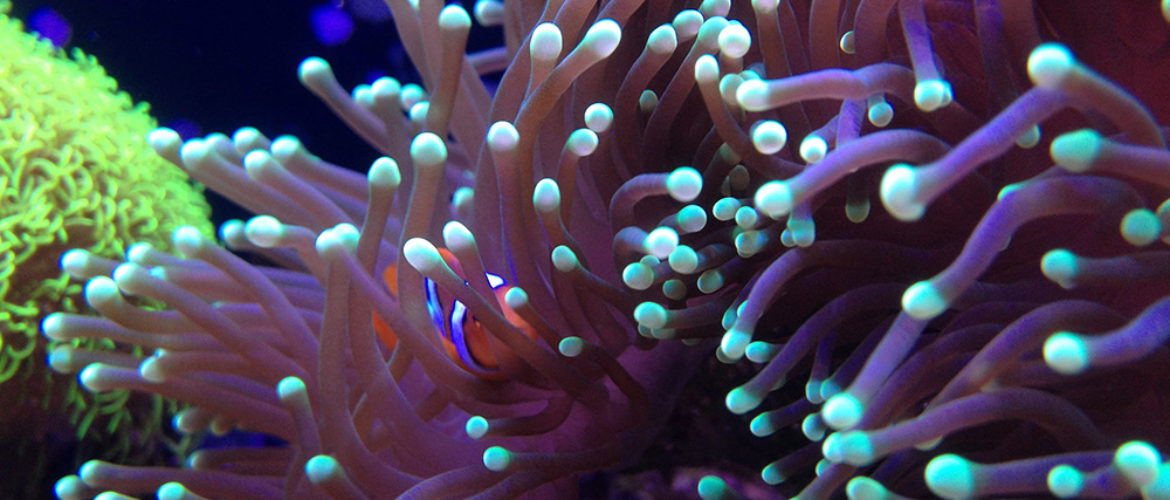 推荐新手养的珊瑚
