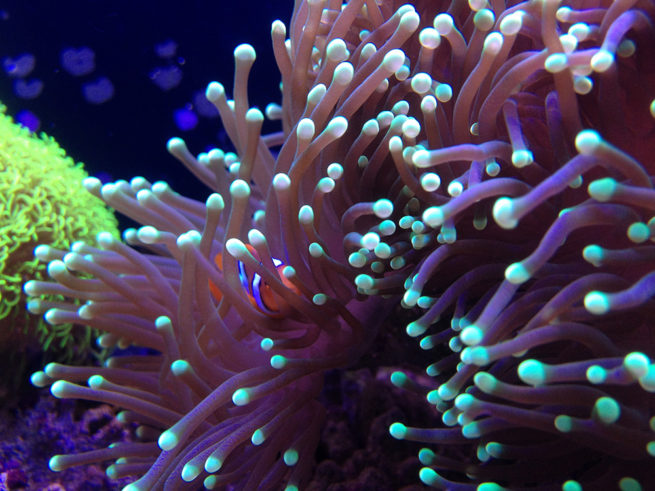 珊瑚的脱藻