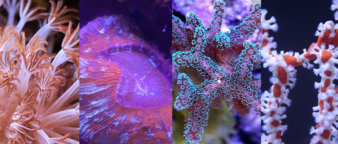 珊瑚的分类软珊瑚lpsspsnps