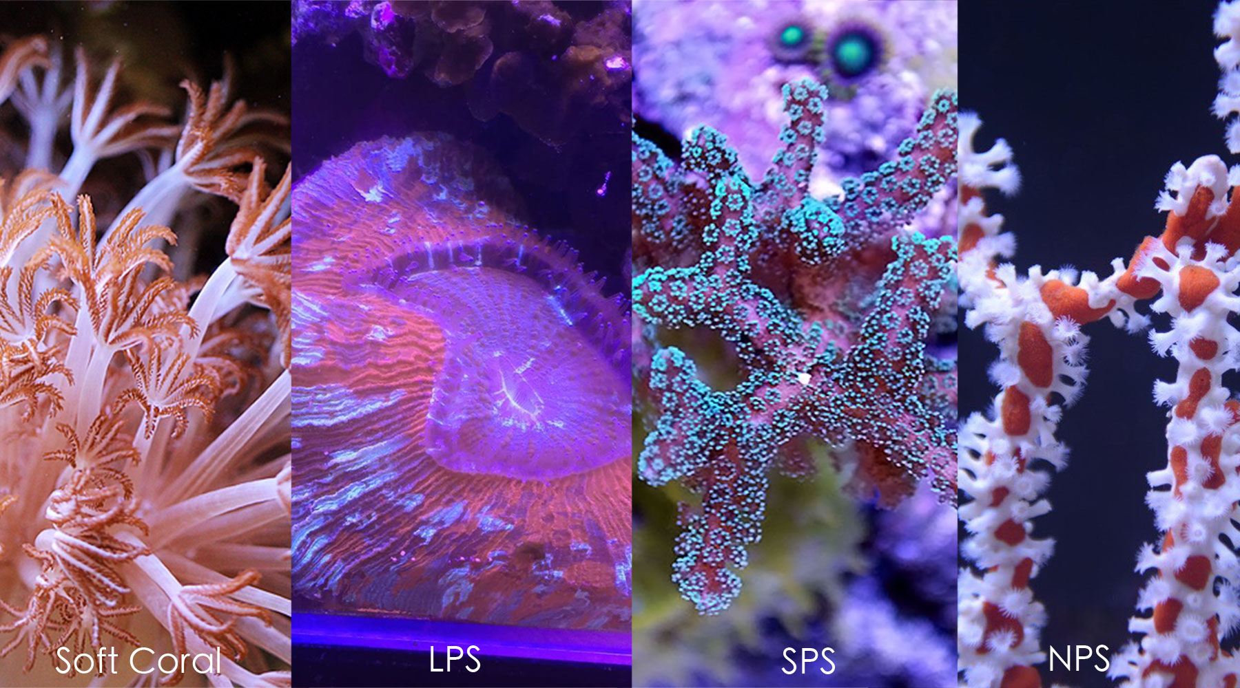 珊瑚的分类 软珊瑚 LPS SPS NPS