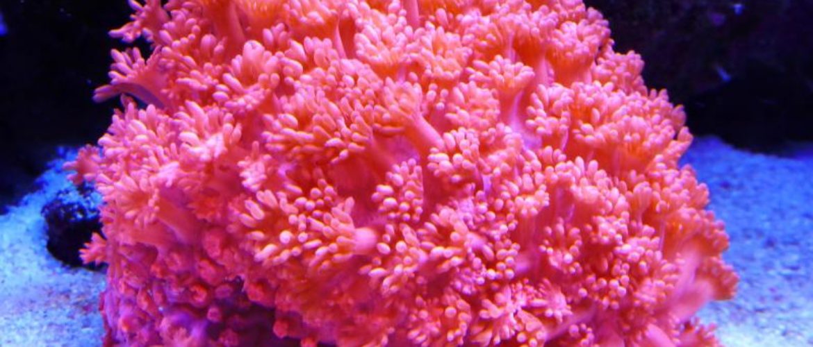 不建议新手养的珊瑚