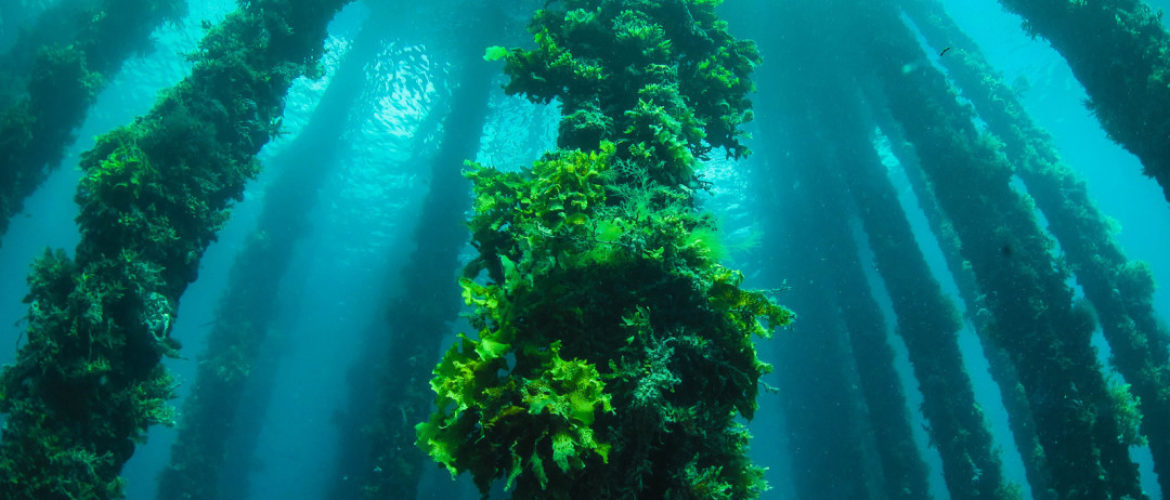 藻缸养什么藻
